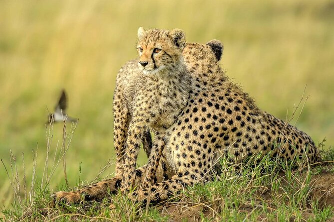 8 Days Serengeti Migration safari - Day 6: a final Serengeti drive, then the jaw-drop view from Ngorongoro’s rim