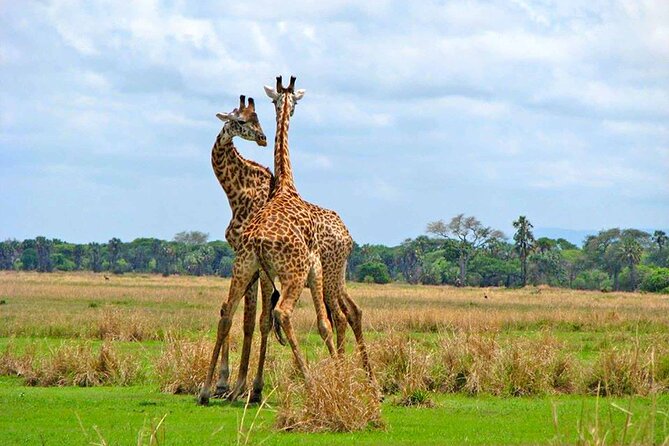 8 Days Serengeti Migration safari - Day 7: descending into Ngorongoro for serious game viewing