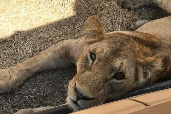 8 Days Serengeti Migration safari - Day 8: Tarangire morning drives, baobabs, then back to Arusha or the airport