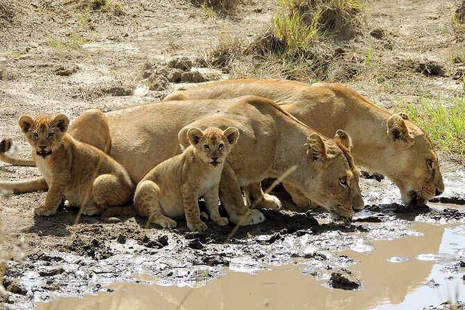 8 Days Serengeti Migration safari - Price and logistics: what $5,050 per person really covers