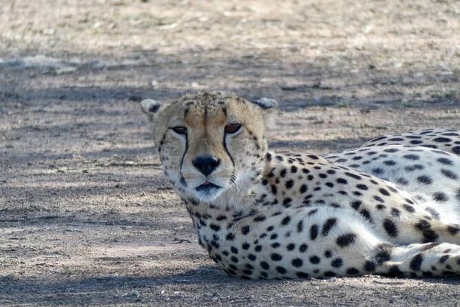 8 Days Tanzania Adventure Tented Camps Safari - Lake Manyara: Birds First, Then the Lion Story (Day 4)