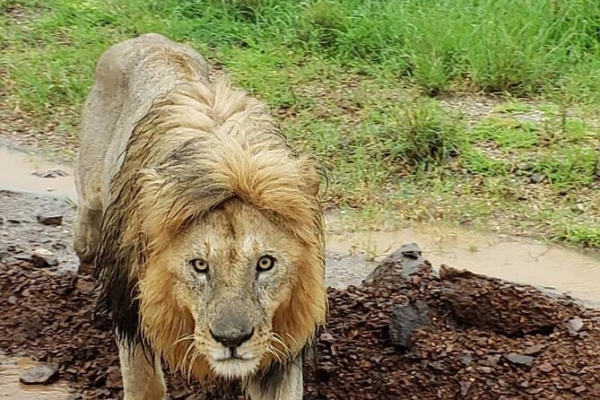 8 Days Tanzania Adventure Tented Camps Safari - Two Full Serengeti Days: When You Can Stop Chasing (Days 6)