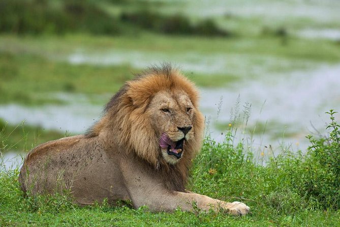 8 Days Tanzania Simba Luxury Safari - How the Safari Works Day to Day (and Why It Matters)
