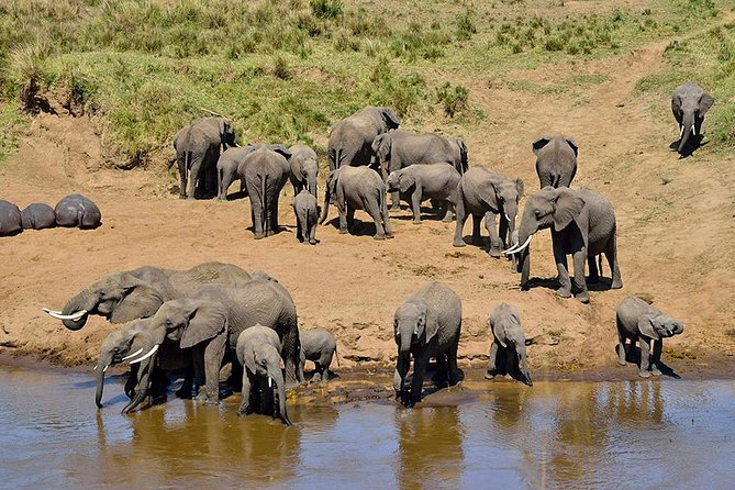 8 Days Tanzania Simba Luxury Safari - Serengeti: When You Need Both a Morning and a Full Day