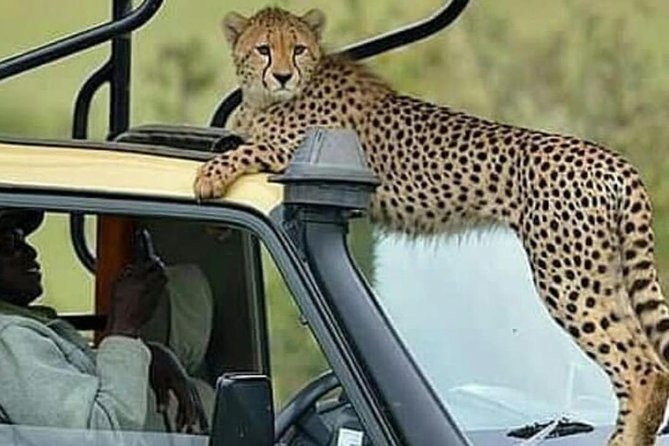 8 Days Tanzania Simba Luxury Safari - Olduvai Gorge Museum: Human Evolution Between Safari Days