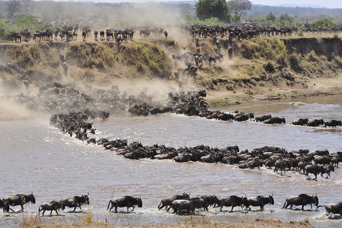 8 Days Tanzania Wildlife Safari Experience - Lake Manyara: birds, primates, and the lake’s seasonal rhythm