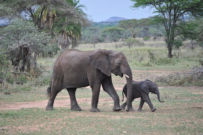 9-Day Enchanting Tanzania Safari -High End All Inclusive - A 9-Day Northern Circuit That Actually Makes Sense