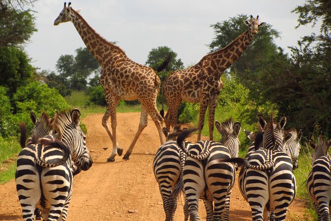 9-Day Enchanting Tanzania Safari -High End All Inclusive - Day 2 Arusha National Park: Morning Walking Safari, Hot Lunch by Momella Lake