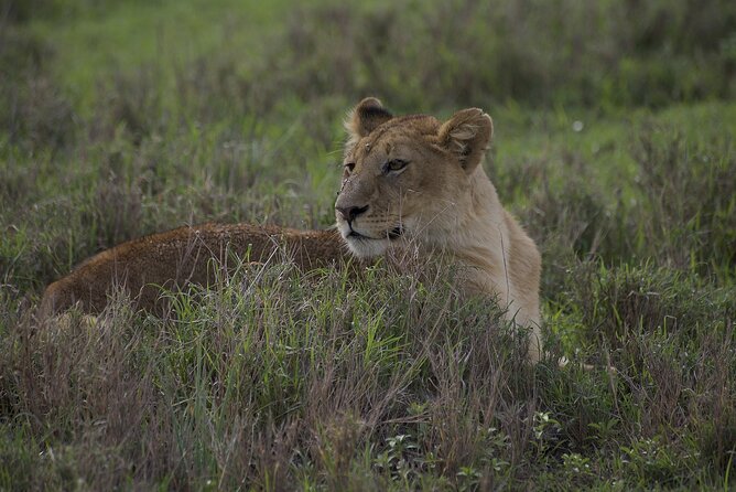 9-Day Enchanting Tanzania Safari -High End All Inclusive - Day 4 Lake Manyara: Canopy Walk, Birding, and Tree-Climbing Lion Territory