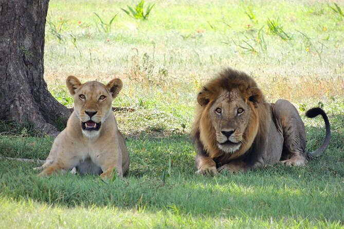 9-Day Enchanting Tanzania Safari -High End All Inclusive - Day 5 Ngorongoro Crater: Down in the Caldera and Then Back Up for Sunset Views