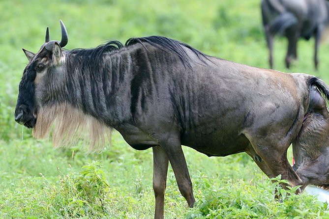 9-Day Serengeti Migration Footsteps Tanzania Safari - Day 3: From Ngorongoro Conservation Area to the Serengeti by midday