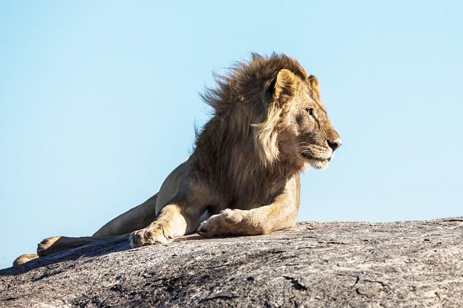 9-Day Serengeti Migration Footsteps Tanzania Safari - Days 4 to 6: Northern Serengeti, Mara river-crossing odds, and real time flexibility