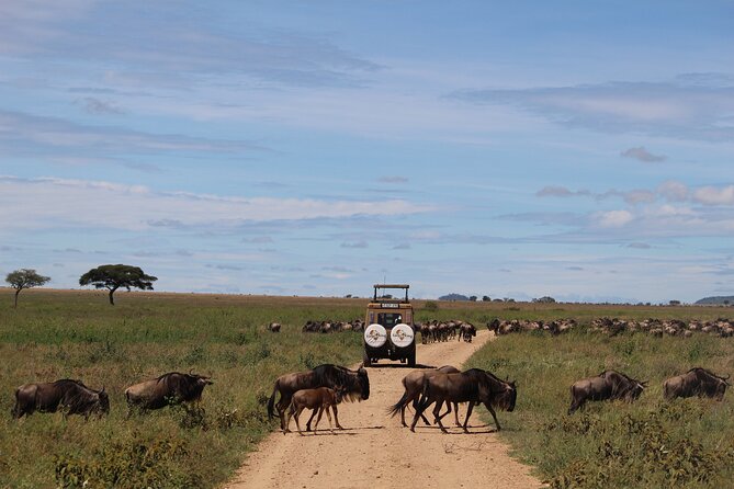 9-Day Serengeti Migration Footsteps Tanzania Safari - Day 9: Lake Manyara finale, flamingos, primates, and tree-top drama