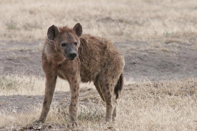 9-Day Ultimate Tanzania Honeymoon Safari Luxury Package - Entering Tanzania the easy way, starting in Arusha