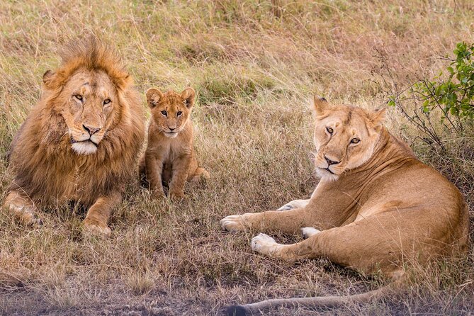 9-Day Ultimate Tanzania Honeymoon Safari Luxury Package - Lake Manyara: birds, the famous lions, and a very romantic lunch break