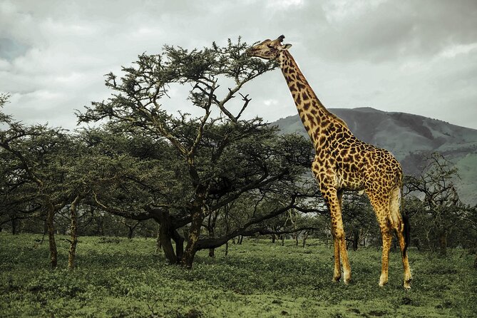 9-Day Ultimate Tanzania Honeymoon Safari Luxury Package - Hot air balloon safari at 5:00 am, with champagne and breakfast after landing