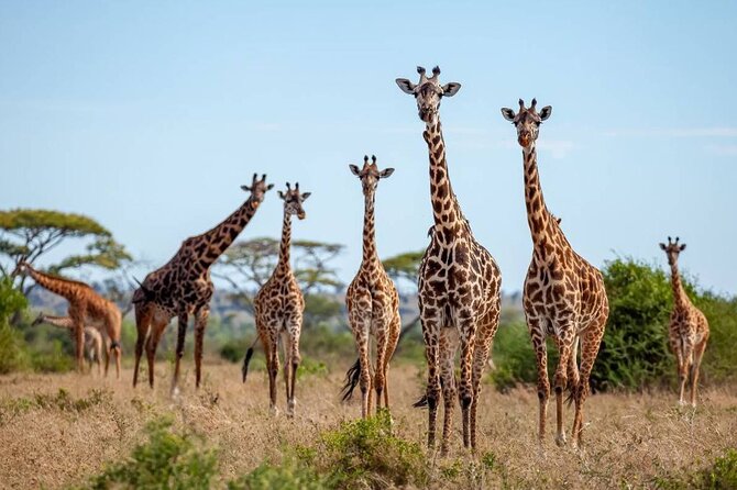 9 Days 8 Nights Walking Safari - Group size and vehicle reality: comfort for spotting animals