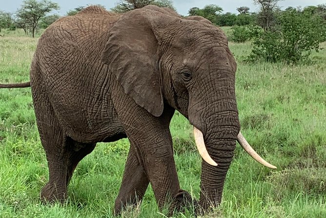 9 Days - Best of Tanzania Safari - Lake Manyara: Rift Valley views, acacia woodlands, and Lake time
