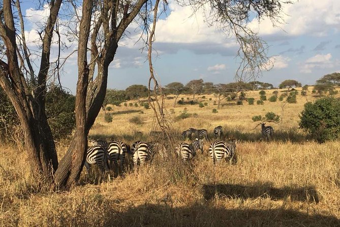 9 Days - Best of Tanzania Safari - Lake Ndutu and the southern Serengeti calving moment