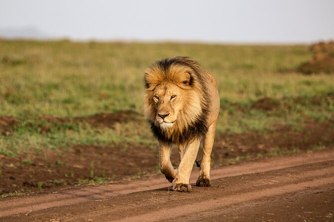 9 Days Great Migration Safaris with Kojuu Safaris Africa-Luxury. - Great Migration from Moshi: a smart base for northern Tanzania