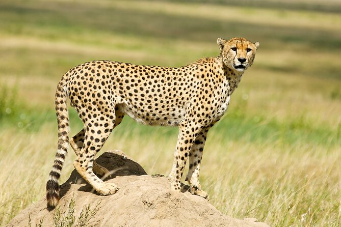 9 Days Great Migration Safaris with Kojuu Safaris Africa-Luxury. - Serengeti game drives with Ngorongoro en route: big-five odds on the plains