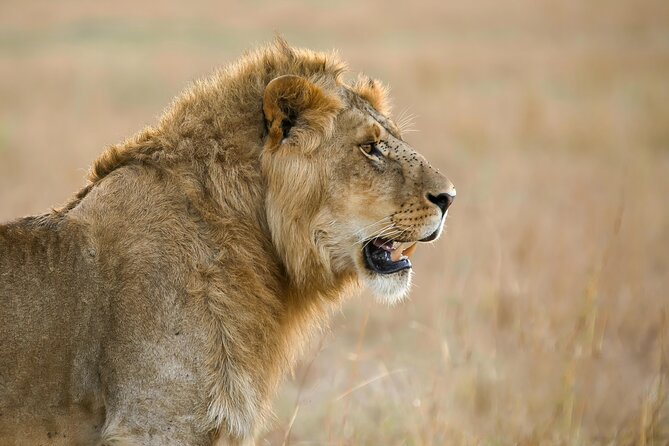 9 Days Great Migration Safaris with Kojuu Safaris Africa-Luxury. - Ngorongoro Crater full day: a compact world with big mammals