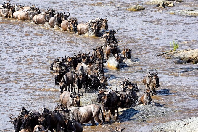 9 Days Great Migration Safaris with Kojuu Safaris Africa-Luxury. - Tarangire National Park: elephants, baobabs, and a dry-season concentration