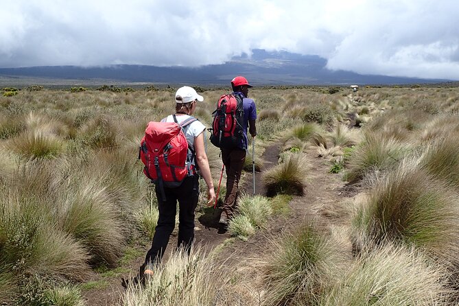 9 Days Kilimanjaro Climb via Lemosho Route - Day 3: Shira Plateau days where you break out of the forest