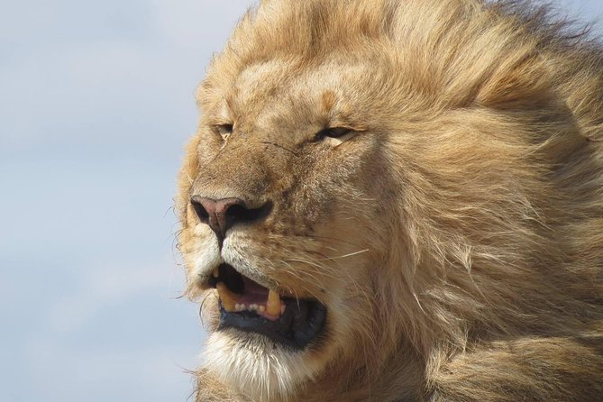 9 Days Safari To See Great Migration Crossing - Key highlights worth your attention