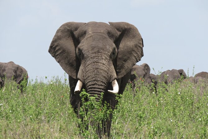 9 Days Safari To See Great Migration Crossing - Tarangire’s river draw, and why dry season matters here