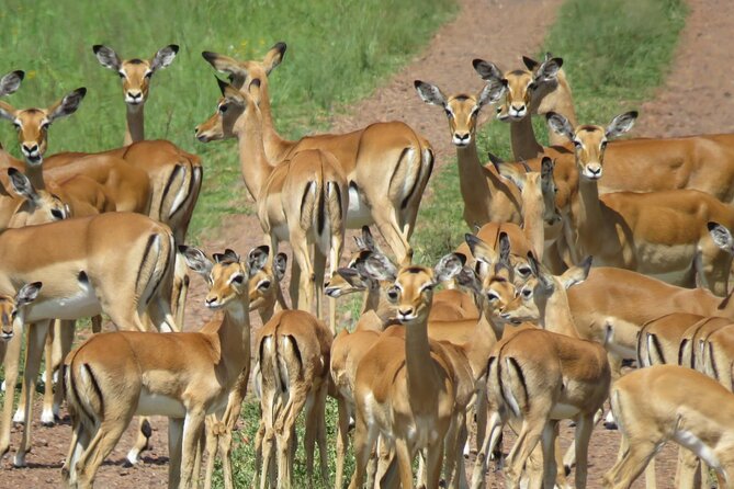 9 Days Safari To See Great Migration Crossing - Serengeti plains and early game drives, built for spotting