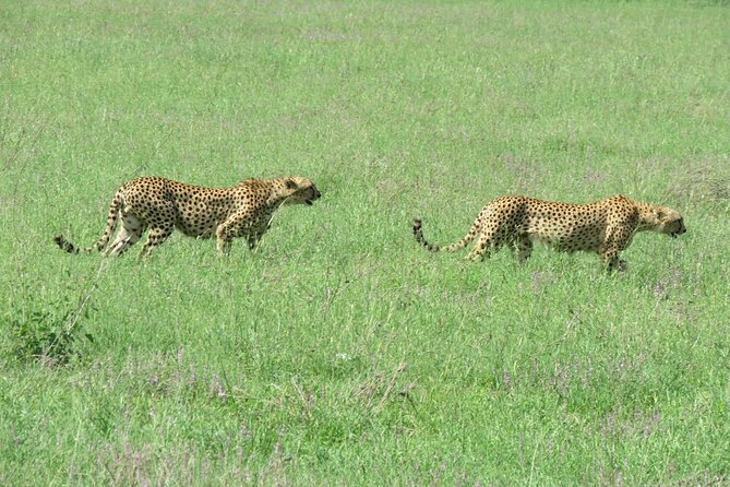9 Days Safari To See Great Migration Crossing - The Lobo area push, following the main migration route