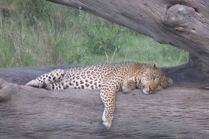 9 Days Safari To See Great Migration Crossing - Following 1.5 million wildebeest, and the river crossing reality check