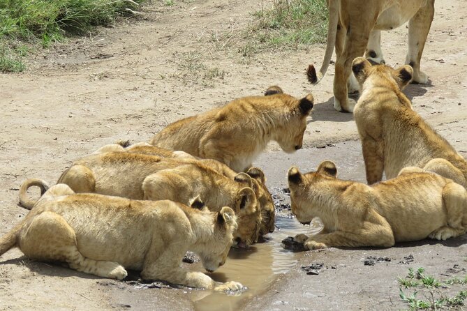 9 Days Safari To See Great Migration Crossing - Ngorongoro Crater floor, Big Five at close range