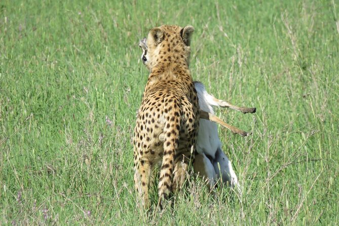 9 Days Safari To See Great Migration Crossing - Price and value: what $4,846.16 includes, and how to budget the rest