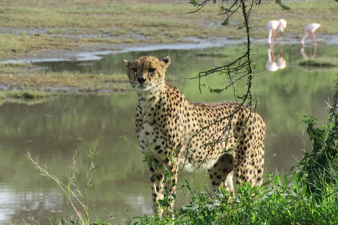 9 Days Safari To See Great Migration Crossing - Lake Manyara: flamingos, hot springs, and tree-climbing lions