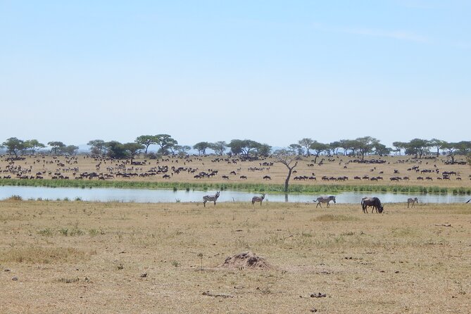 9 Days Tanzania Exhaustive Safari - The Private 4x4, Meals, and Transfers That Change How You Feel on Safari