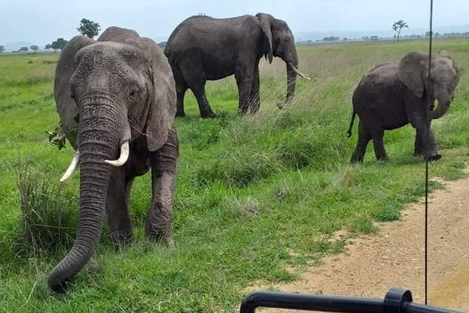 A Day Trip To Mikumi fly from Zanzibar - Price and value at $585 per person: what you’re getting for the money