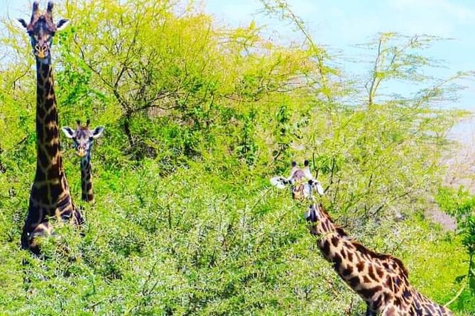 A Day Trip To Mikumi fly from Zanzibar - Best for first-time safari fans and time-crunched Zanzibar plans