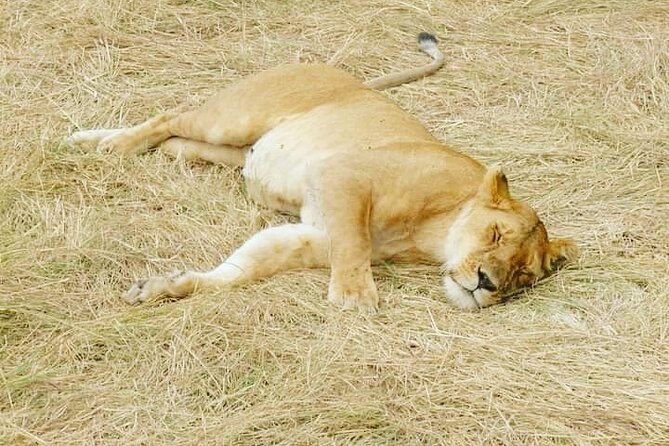 A Day Trip To Mikumi fly from Zanzibar - First game drive in Mikumi: lions, elephants, and the big “maybe” animals