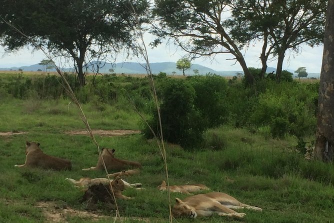 A day trip to mikumi from morogoro - Morogoro to Mikumi National Park in an 8-hour window