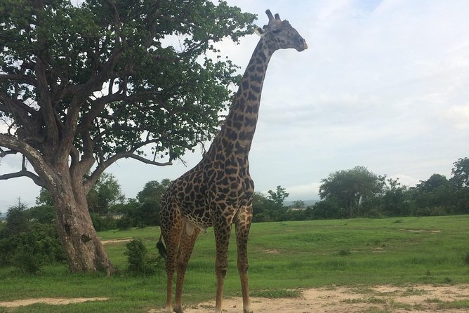 A day trip to mikumi from morogoro - Timing tips: how to plan for a 1-day wildlife push