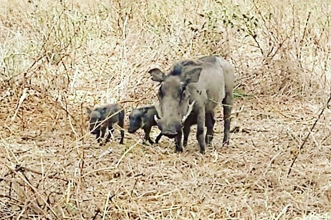 A Day Trip To Saadani National Park From Dar es salaam / Zanzibar - Saadani in One Long Day: What You’re Really Buying