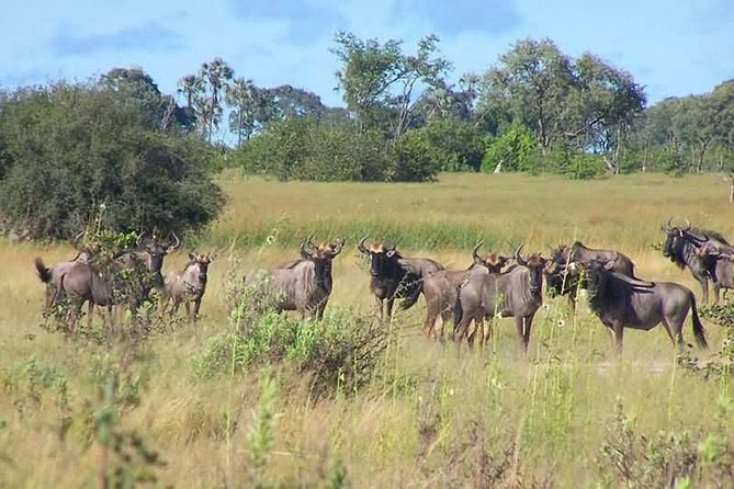A Day Trip To Saadani National Park From Dar es salaam / Zanzibar - Lunch, Water, and Comfort Tips for a 12 Hour Day