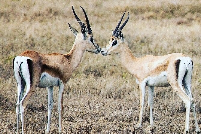 A Day Trip To Saadani National Park From Dar es salaam / Zanzibar - Private Tour Flexibility: How Your Guide Can Shape the Day