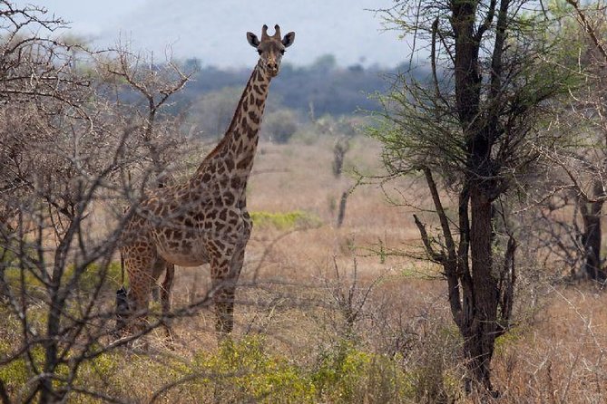 A Day Trip To Saadani National Park From Dar es salaam / Zanzibar - Wildlife Expectations and the Saadani Reality Check