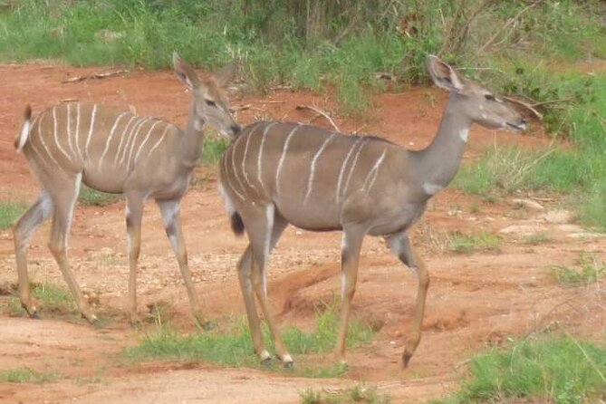 A Day Trip To Saadani National Park From Dar es salaam / Zanzibar - Best Time to Go and How to Make the 6:00am Start Work