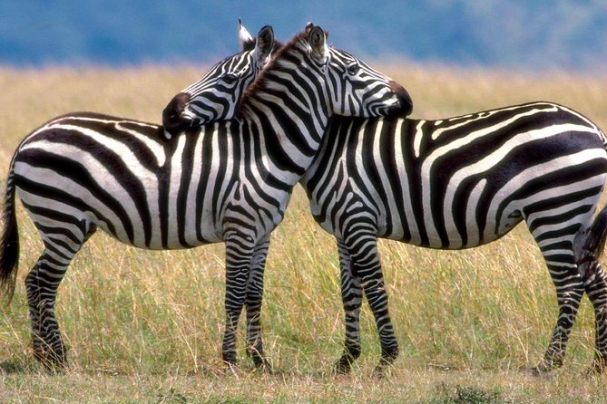 A Day Trip To Saadani National Park From Dar es salaam / Zanzibar - Five Hours in the Bush: The Game Drive Chances and What to Look For