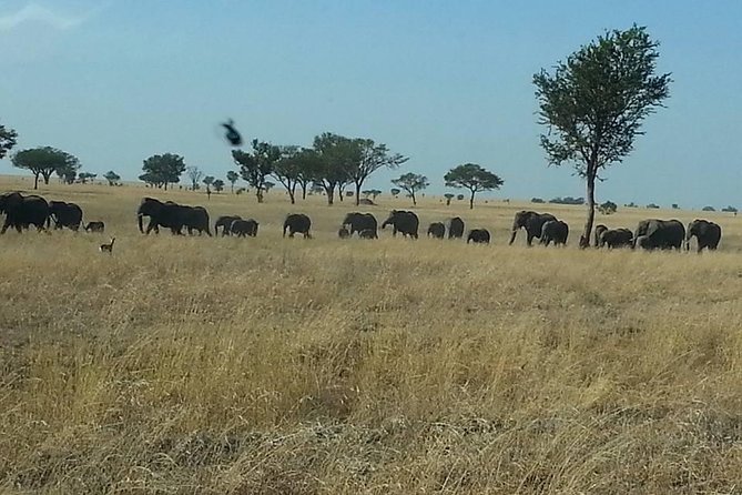 A Day Trip To Selous Fly From Zanzibar - Getting There: Charter Flight, Pickup, and What Private Really Means