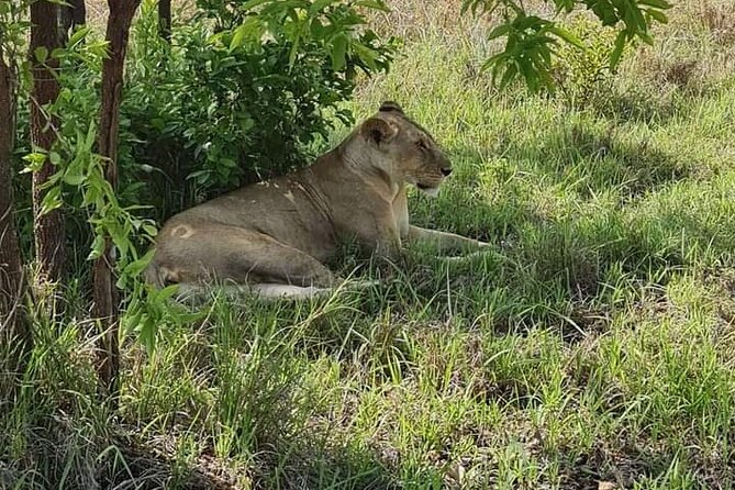 A Day Trip To Selous Fly From Zanzibar - The Bush Picnic Lunch and the Value of an Actual Break